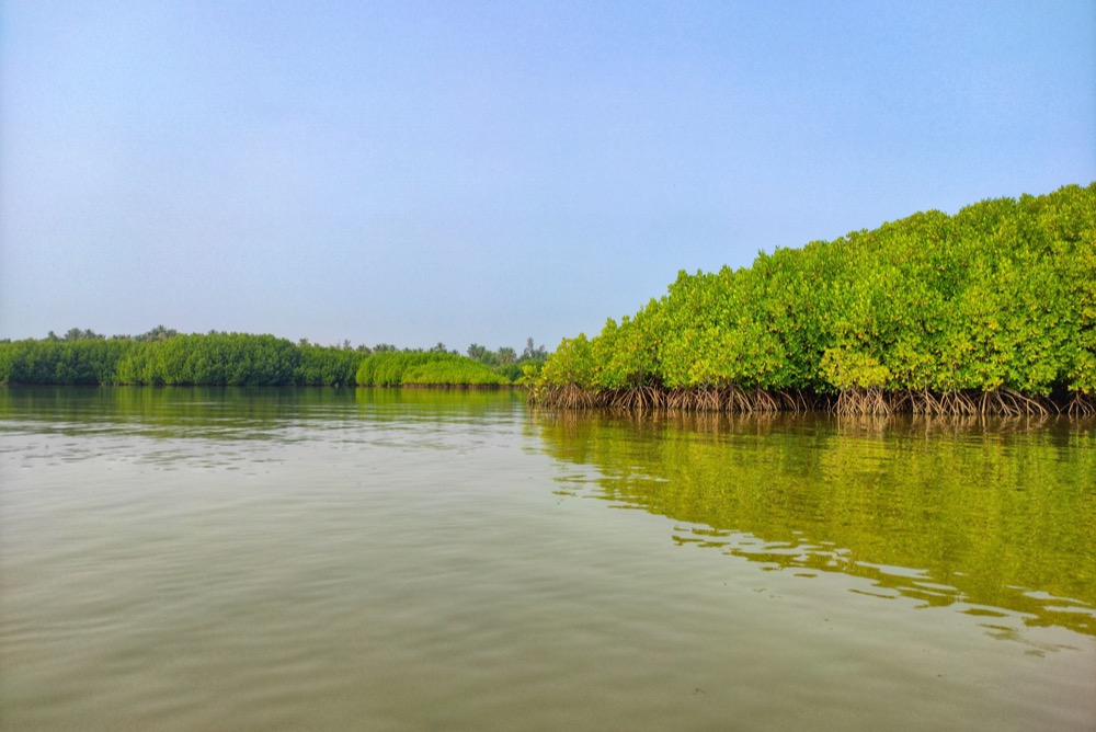 Mangroves along river. Photo by Cishwasa-Navada via Unsplash