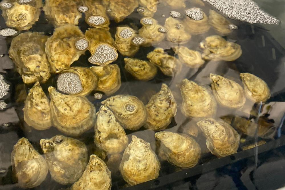 Close up of oysters in the broodstock room at the VIMS Acuff Center for Aquaculture. Photo by C. Vinson