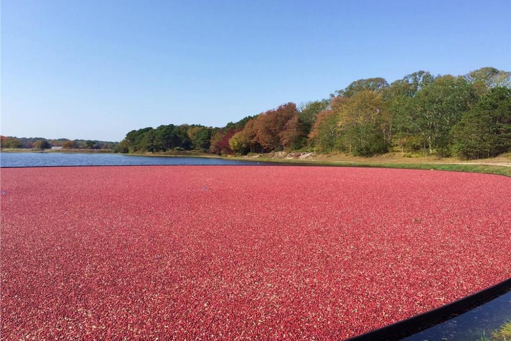 #cranberry #boston #fall