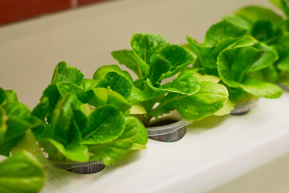 Lettuce from our amazing Hydroponics Wall!
