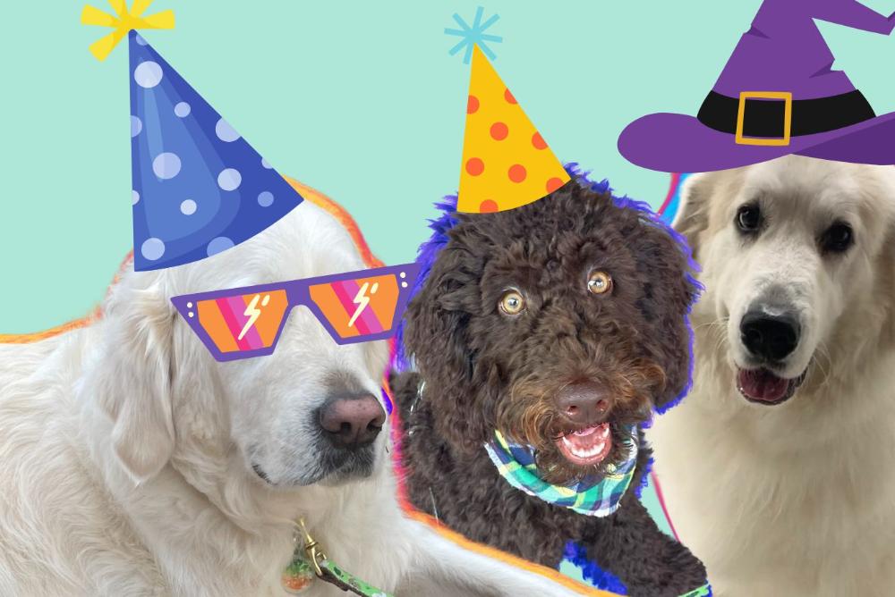 Three dogs wearing cartoon hats, two in party hats and one in a witch hat. One dog has cartoon sunglasses.