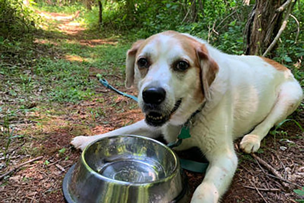 Dog and water bowl on hiking trail