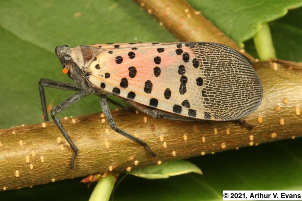 Image of spotted lanternfly on plant