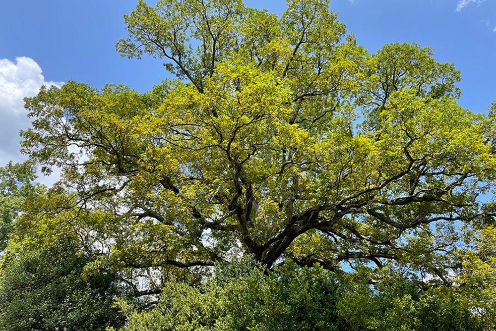 White oak tree in summer