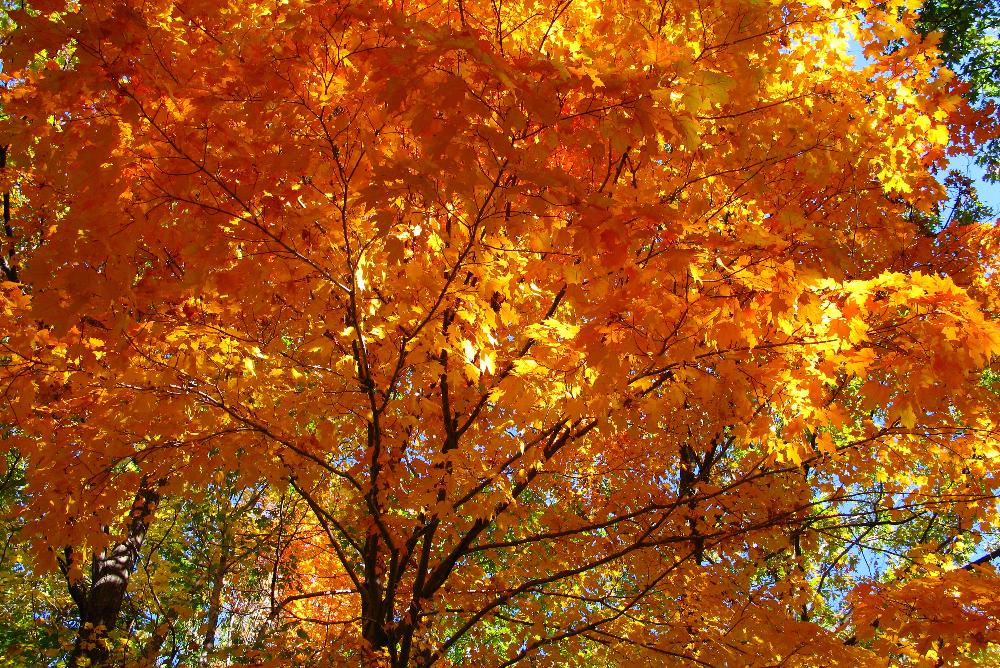 An autumn tree.