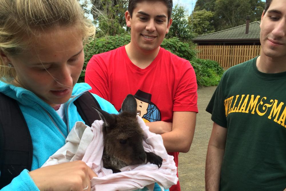 three William & Mary students in Adelaide with an orphaned joey
