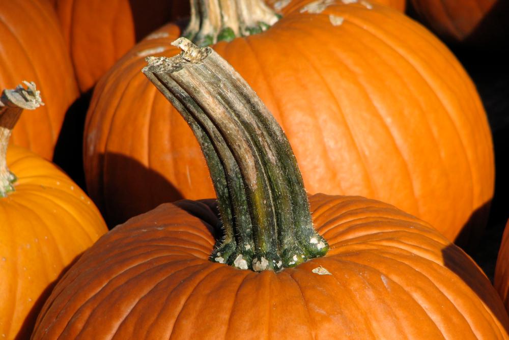 close up image of pumpkin