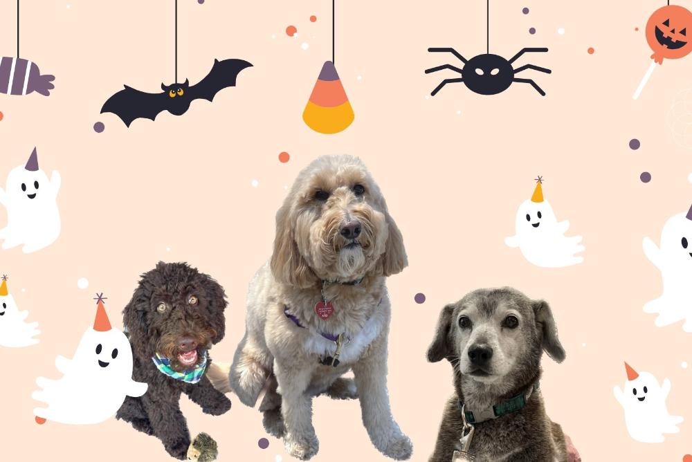 Lilly's Howl-O-Ween Party with 3 dogs