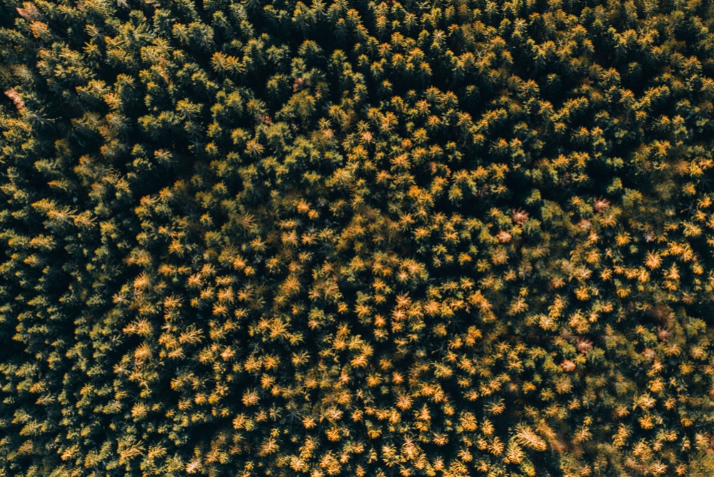 Aerial view of trees