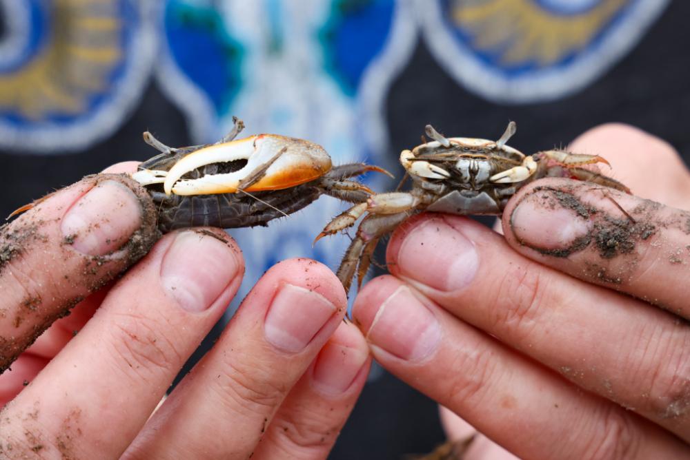 Someone holding crabs in their hands