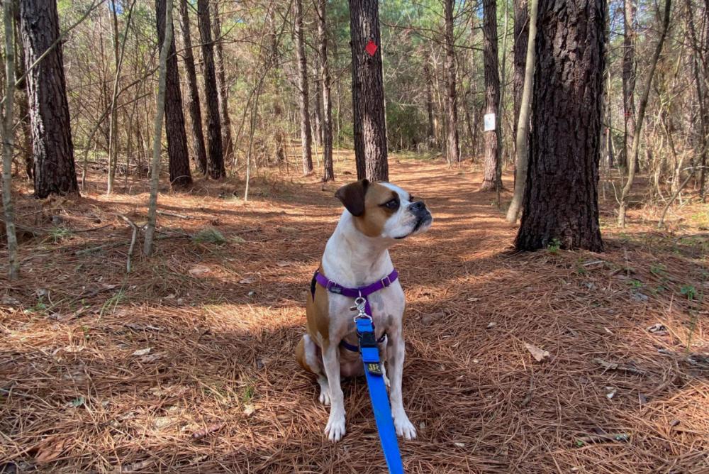 A dog sitting on the ground surrounded by trees