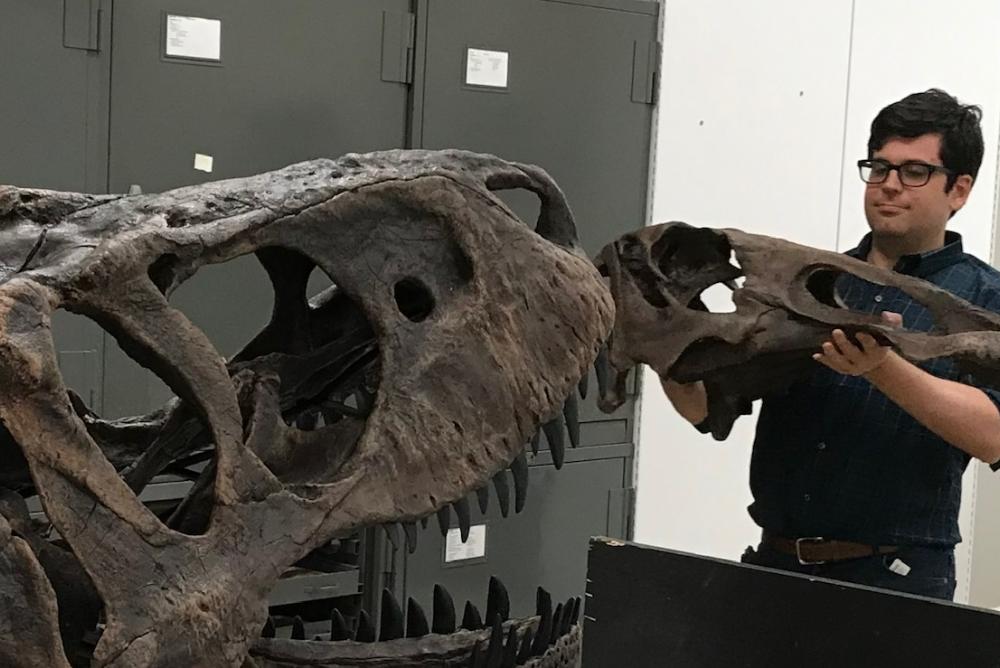 Scientist holding a duck billed dinosaur skull, standing to the right of a T rex skull