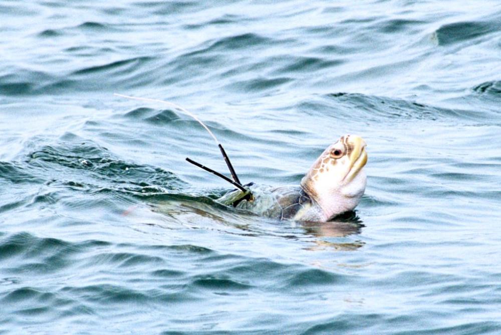 Sea turtle with satellite tag