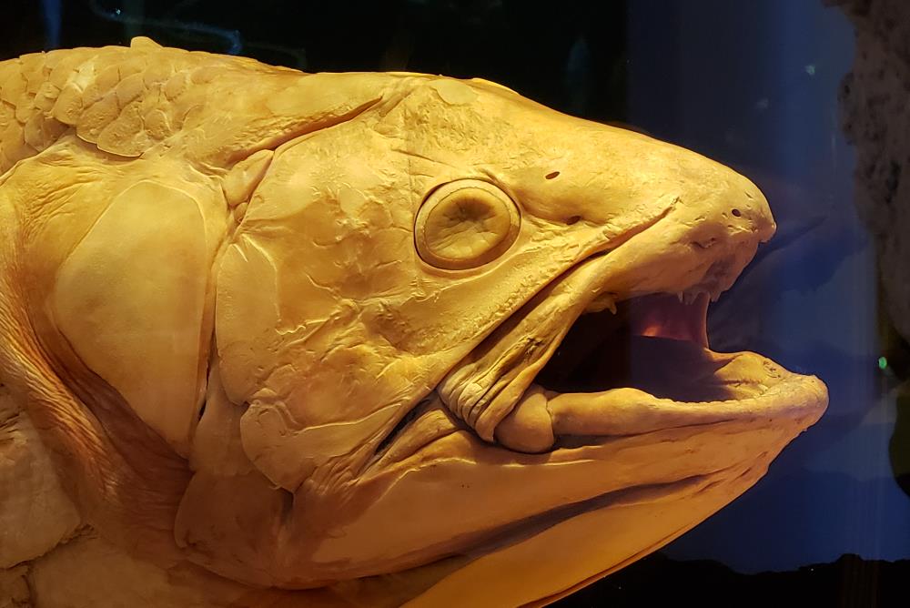 Coelacanth specimen from VIMS Nunnally Ichthyology Collection