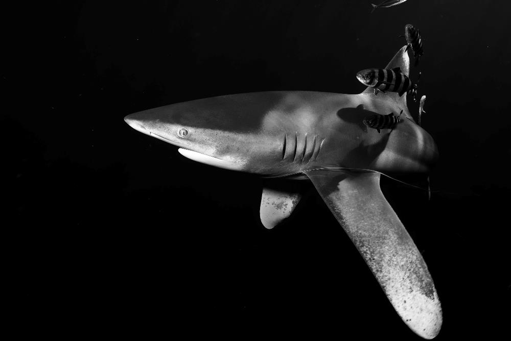 Shark. Photo Credit: Kevin Weng, VIMS.