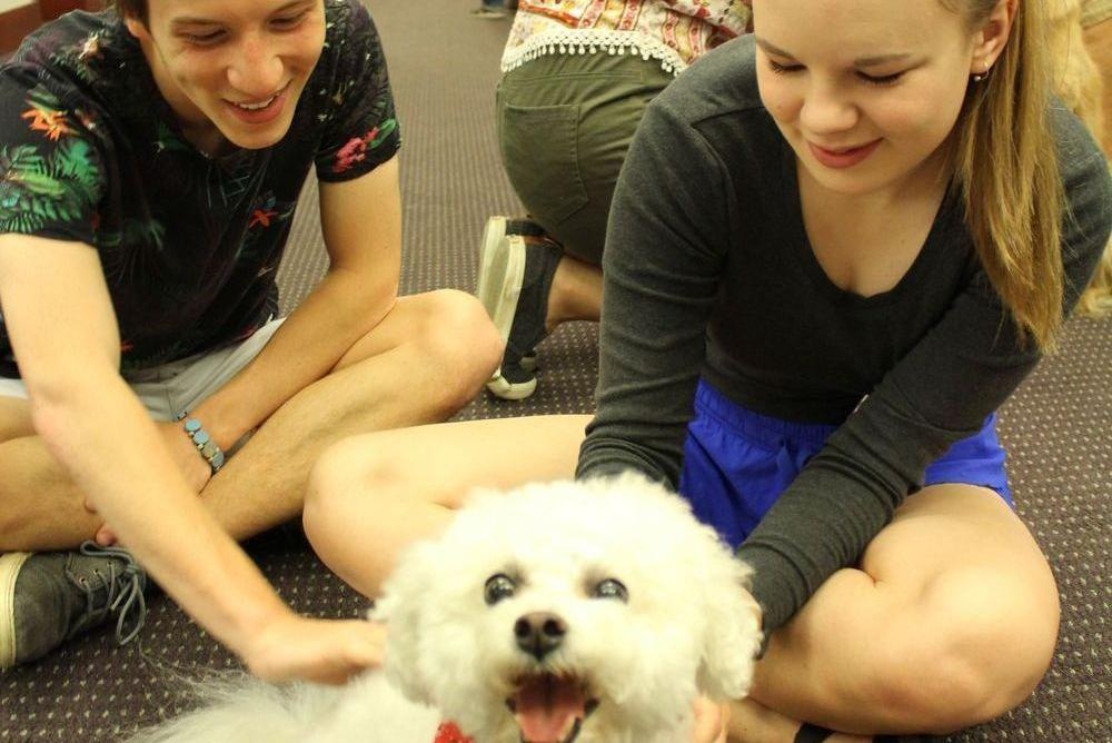 Therapy Dogs at Swem Library