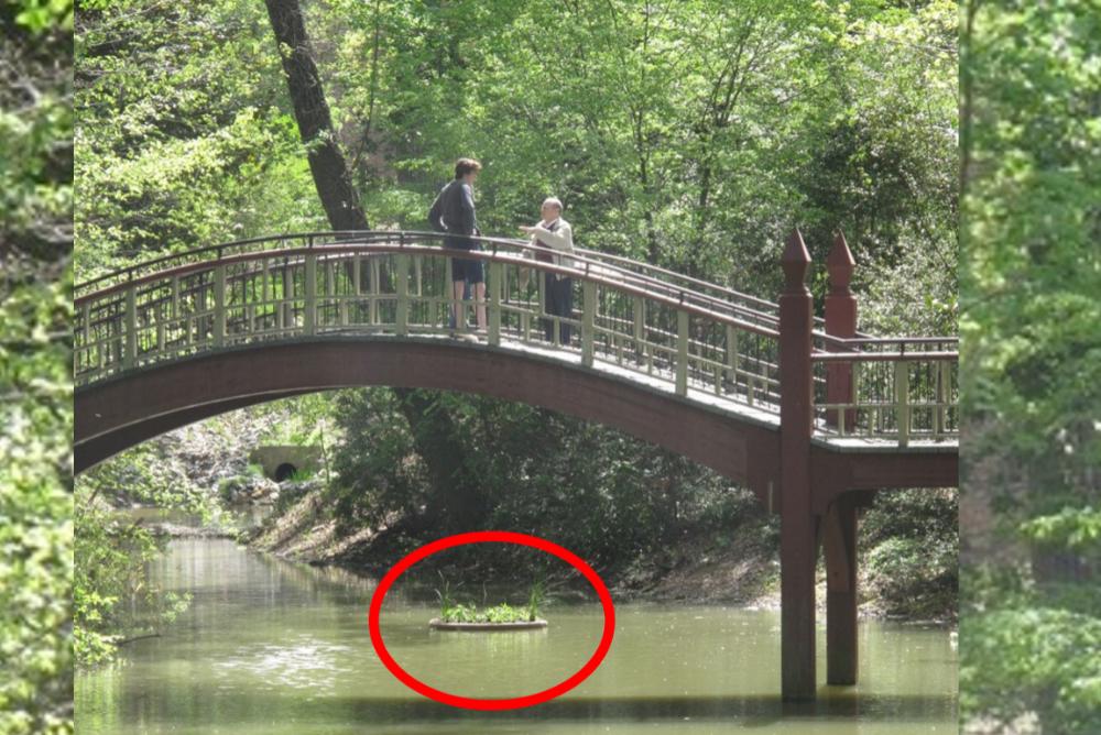 Two people standing on the Crim Dell bridge, surrounded by green. Below the bridge, circled in red is a floating wetland.