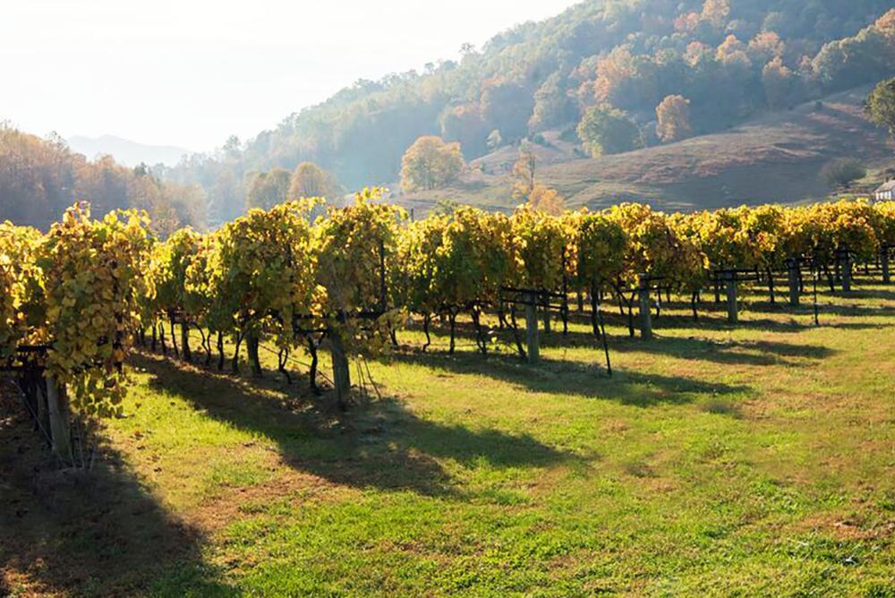 ducard vineyards
