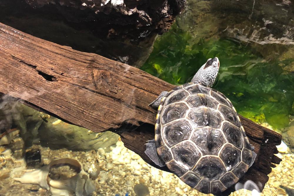 Diamondback Terrapin