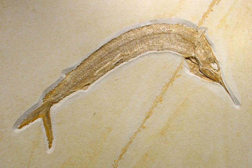 Fossilized Billfish