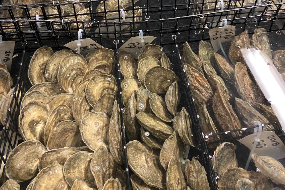 Farmed Oysters